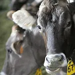 Rini Farmház